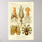 Ernst Haeckel Octopus Poster (Voorkant)