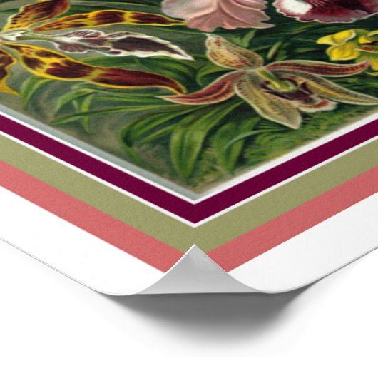 Ernst Haeckel "Orchida" Botanische print 12 x 16 (Hoek)