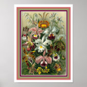 Ernst Haeckel "Orchida" Botanische print 12 x 16 (Voorkant)