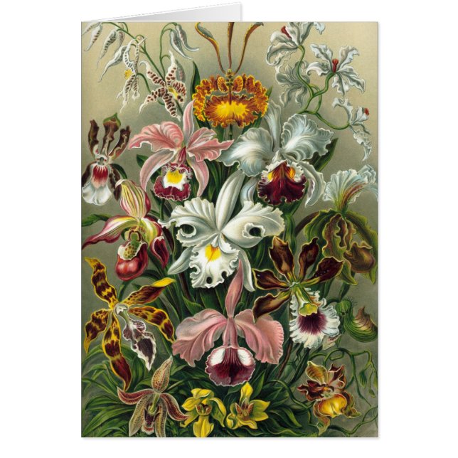 Ernst Haeckel - Orchidae (Voorkant)