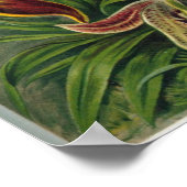 Ernst Haeckel Orchidae Poster (Hoek)