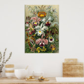 Ernst Haeckel Orchidae Poster (Keuken)