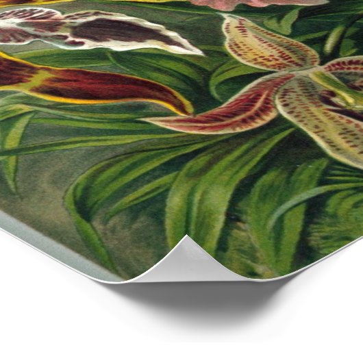 Ernst Haeckel - Orchidae Poster (Hoek)