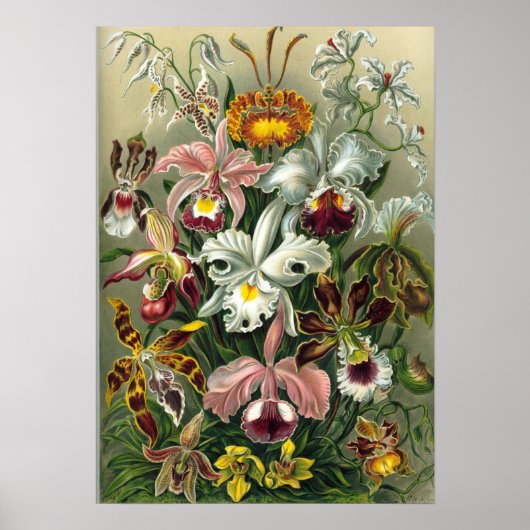 Ernst Haeckel - Orchidae Poster (Voorkant)