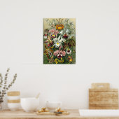 Ernst Haeckel - Orchidae Poster (Keuken)