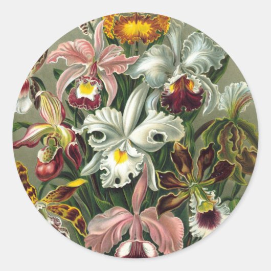 Ernst Haeckel - Orchidae Ronde Sticker (Voorkant)
