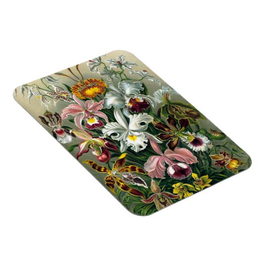 Ernst Haeckel Orchidea Magnet Magneet (Rechterzijde)