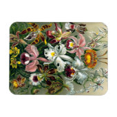 Ernst Haeckel Orchidea Magnet Magneet (Horizontaal)