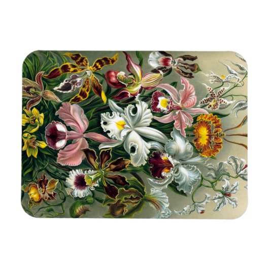 Ernst Haeckel Orchidea Magnet Magneet (Horizontaal)