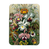Ernst Haeckel Orchidea Magnet Magneet (Verticaal)
