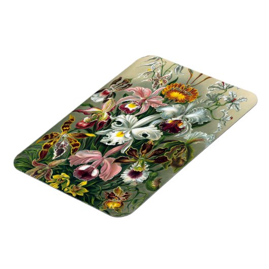 Ernst Haeckel Orchidea Magnet Magneet (Linkerzijde)