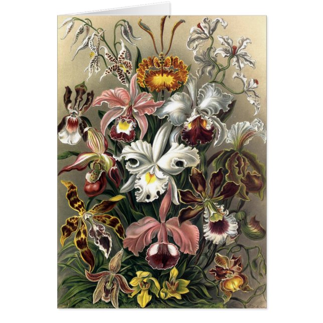 Ernst Haeckel - Orchideae (Voorkant)
