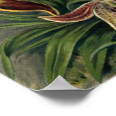 Ernst Haeckel - Orchideae Poster (Hoek)