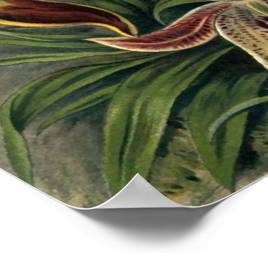 Ernst Haeckel - Orchideae Poster (Hoek)