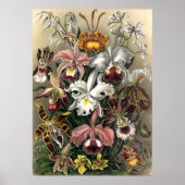 Ernst Haeckel - Orchideae Poster (Voorkant)