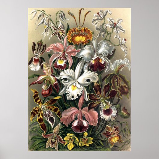 Ernst Haeckel - Orchideae Poster (Voorkant)