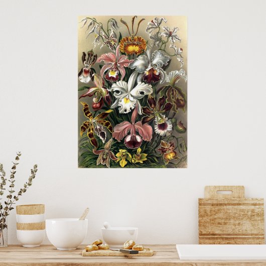 Ernst Haeckel - Orchideae Poster (Keuken)