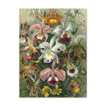 Ernst Haeckel Orchideeën, Oude Regenwoud Bloemen