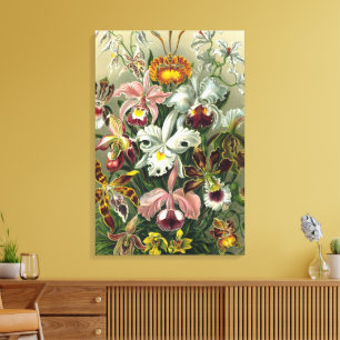 Ernst Haeckel Orchideeën, Oude Regenwoud Bloemen Canvas Afdruk