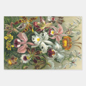 Ernst Haeckel Orchideeën, Oude Regenwoud Bloemen Inpakpapier Vel (Voorkant 2)