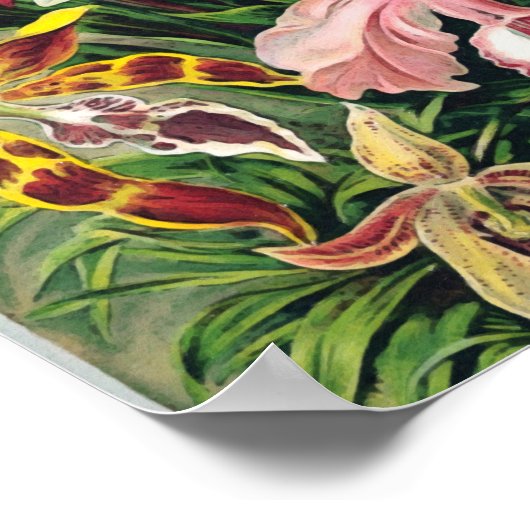 Ernst Haeckel - Orchideeën Poster (Hoek)