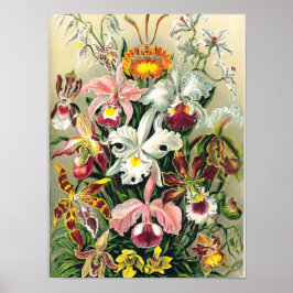 Ernst Haeckel - Orchideeën Poster