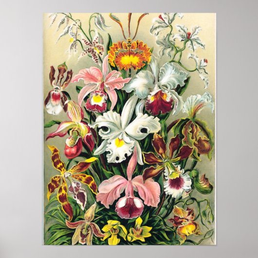 Ernst Haeckel - Orchideeën Poster (Voorkant)