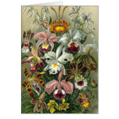 Ernst Haeckel Orchids,  regenwoudbloemen (Voorkant)