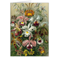 Ernst Haeckel Orchids,  regenwoudbloemen