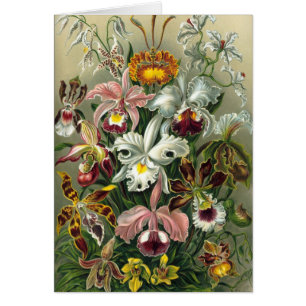 Ernst Haeckel Orchids,  regenwoudbloemen