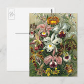 Ernst Haeckel Orchids,  regenwoudbloemen Briefkaart (Voorkant / Achterkant)