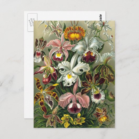 Ernst Haeckel Orchids,  regenwoudbloemen Briefkaart (Voorkant / Achterkant)