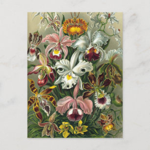 Ernst Haeckel Orchids,  regenwoudbloemen Briefkaart