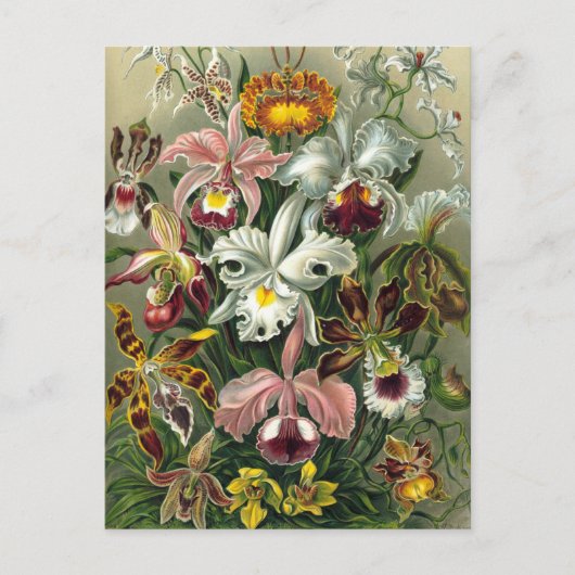 Ernst Haeckel Orchids,  regenwoudbloemen Briefkaart (Voorkant)