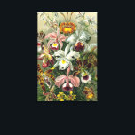 Ernst Haeckel Orchids,  regenwoudbloemen Canvas Afdruk<br><div class="desc">afbeelding van florale botanische vormgeving door Ernst Haeckel. Een bouquet mooie tropische orchidee bloemen uit de regenwoud oerwouden. De exotische planten zijn onder meer Cymbidiums,  Oncidiums,  Odontoglossum,  Cattleyas.</div>