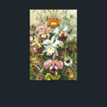 Ernst Haeckel Orchids,  regenwoudbloemen Canvas Afdruk<br><div class="desc">afbeelding van florale botanische vormgeving door Ernst Haeckel. Een bouquet mooie tropische orchidee bloemen uit de regenwoud oerwouden. De exotische planten zijn onder meer Cymbidiums,  Oncidiums,  Odontoglossum,  Cattleyas.</div>