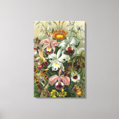 Ernst Haeckel Orchids, regenwoudbloemen Canvas Afdruk (Voorkant)