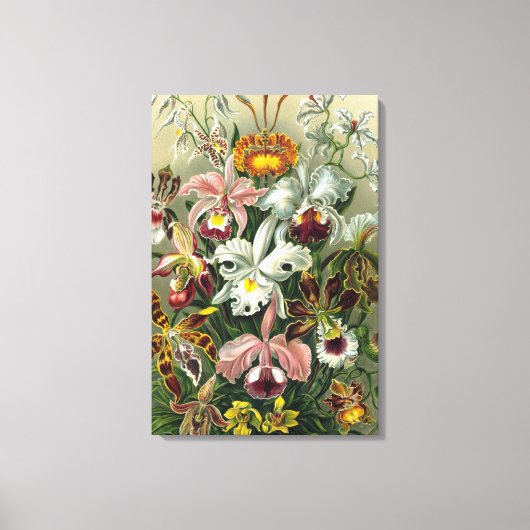 Ernst Haeckel Orchids,  regenwoudbloemen Canvas Afdruk (Voorkant)