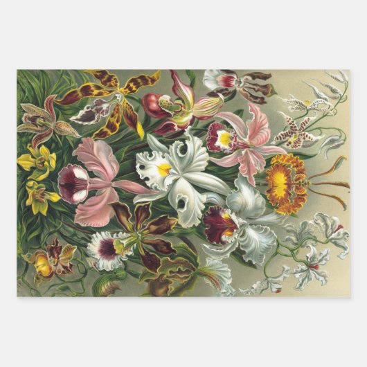Ernst Haeckel Orchids, regenwoudbloemen Inpakpapier Vel (Voorkant 3)