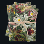 Ernst Haeckel Orchids, regenwoudbloemen Inpakpapier Vel<br><div class="desc">afbeelding van florale botanische vormgeving door Ernst Haeckel. Een bouquet mooie tropische orchidee bloemen uit de regenwoud oerwouden. De exotische planten zijn onder meer Cymbidiums, Oncidiums, Odontoglossum, Cattleyas.</div>