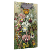 Ernst Haeckel Orchids,  regenwoudbloemen Klembord (Rechts)