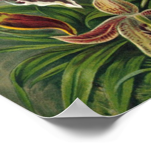 Ernst Haeckel Orchids,  regenwoudbloemen Poster (Hoek)