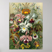 Ernst Haeckel Orchids,  regenwoudbloemen Poster (Voorkant)