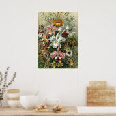Ernst Haeckel Orchids,  regenwoudbloemen Poster (Keuken)