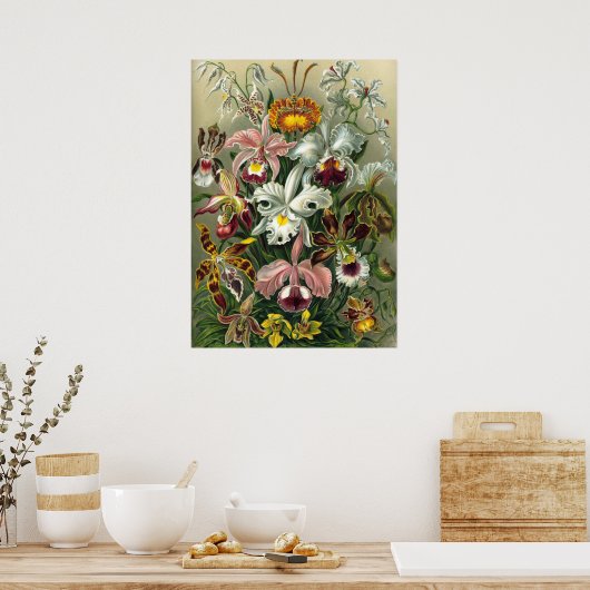 Ernst Haeckel Orchids,  regenwoudbloemen Poster (Keuken)