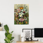 Ernst Haeckel Orchids, regenwoudbloemen Poster<br><div class="desc">afbeelding van florale botanische vormgeving door Ernst Haeckel. Een bouquet mooie tropische orchidee bloemen uit de regenwoud oerwouden. De exotische planten zijn onder meer Cymbidiums, Oncidiums, Odontoglossum, Cattleyas.</div>