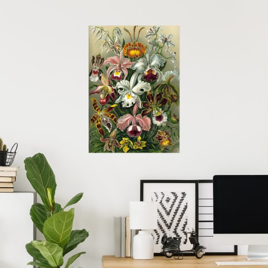 Ernst Haeckel Orchids,  regenwoudbloemen Poster (Thuiskantoor)