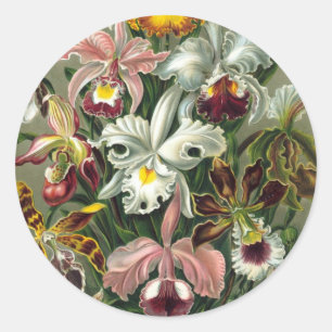 Ernst Haeckel Orchids,  regenwoudbloemen Ronde Sticker