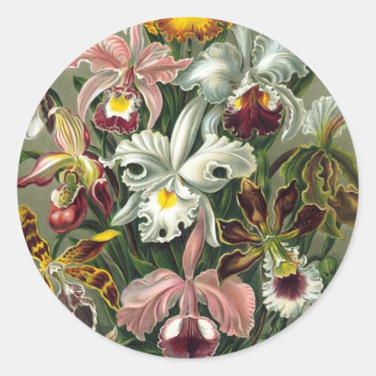 Ernst Haeckel Orchids,  regenwoudbloemen Ronde Sticker (Voorkant)