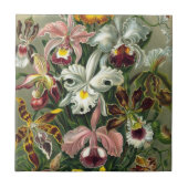 Ernst Haeckel Orchids,  regenwoudbloemen Tegeltje (Voorkant)